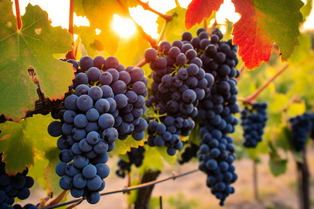 丰收的葡萄秋天葡萄高清图片