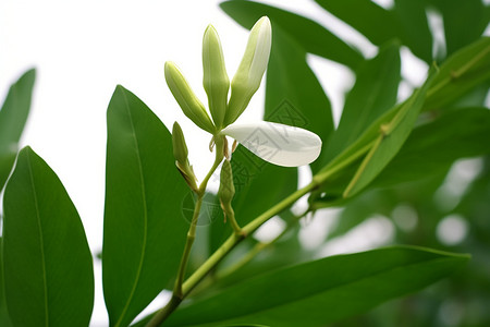 木兰花图片