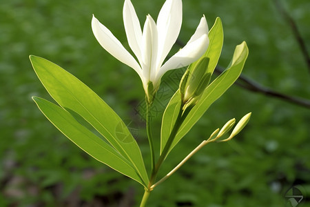 木兰花的叶子图片