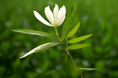 优雅的木兰花图片