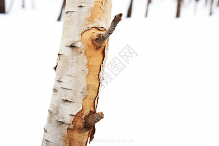 树皮脱落的桦木树干图片