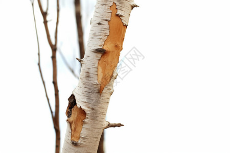 冬季的桦木树干图片