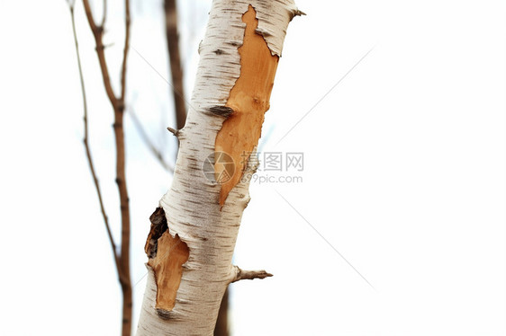 冬季的桦木树干图片