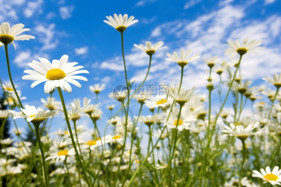 蓝天下的洋甘菊花丛图片