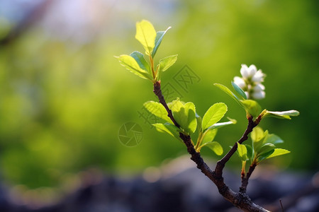 刚长出的小花图片