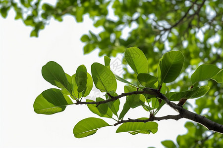 春天树枝上的绿叶背景图片