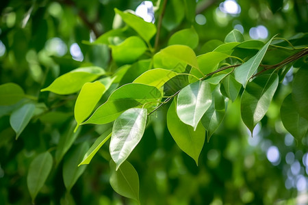 绿色的植物树叶图片