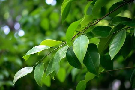 茂盛的植物叶子图片