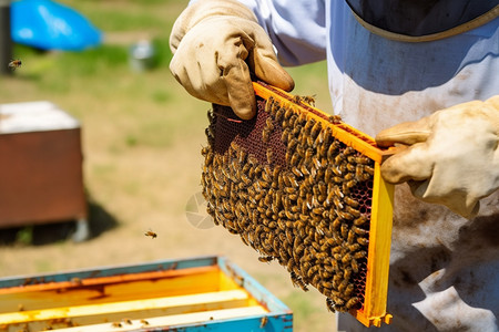 正在养蜂的人图片