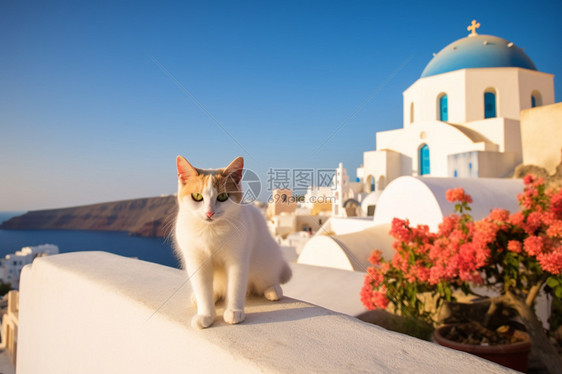 圣托里尼建筑上的流浪猫图片