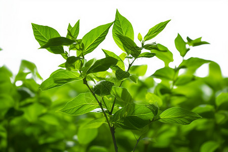 春天生长的植物图片