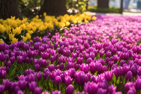 公园紫色的郁金香图片