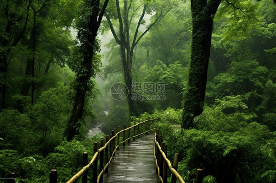 茂密森林中的木桥图片