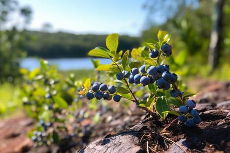 河边蓝莓的照片图片