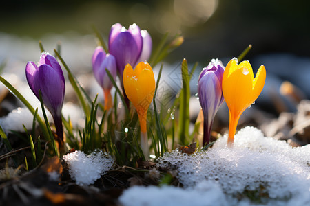 雪地里的鲜花图片