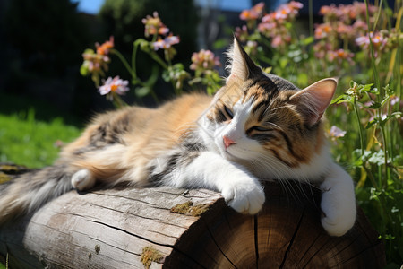 休息的可爱猫咪图片