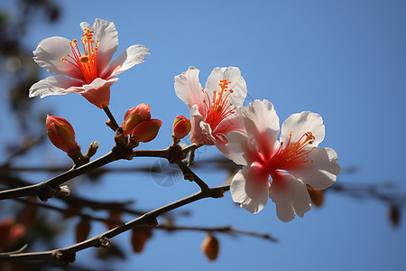 花园里枝头上的花朵图片