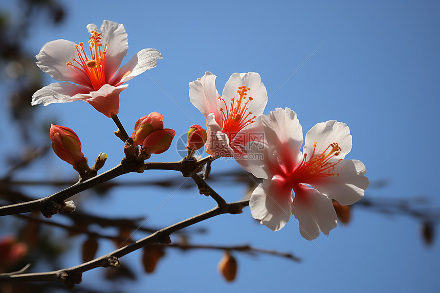 花园里枝头上的花朵图片