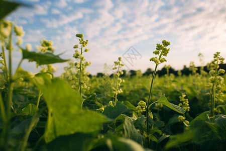 收获季节的农作物高清图片