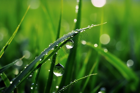 雨后的青草地图片