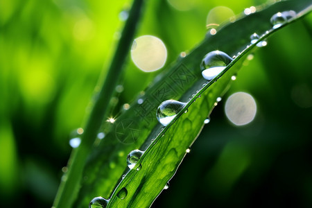 绿草上透明的雨滴图片
