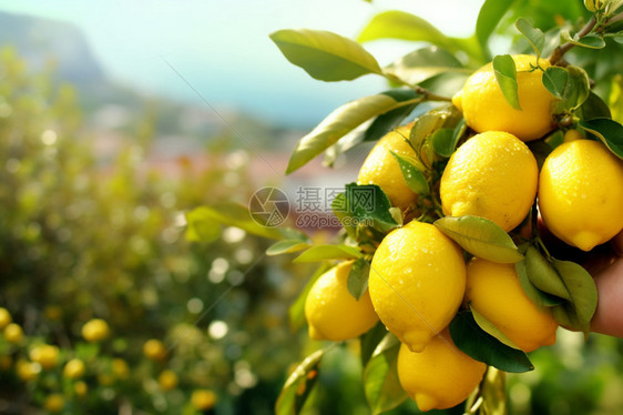 健康新鲜的柠檬园图片