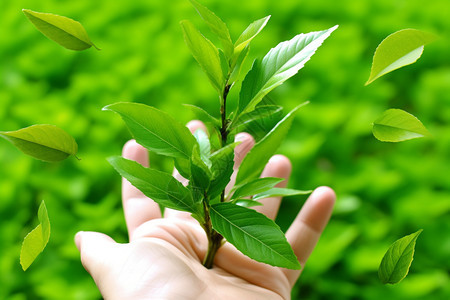 健康的草本植物图片