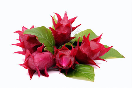 热带植物玫瑰茄图片