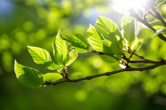 春天的植物图片