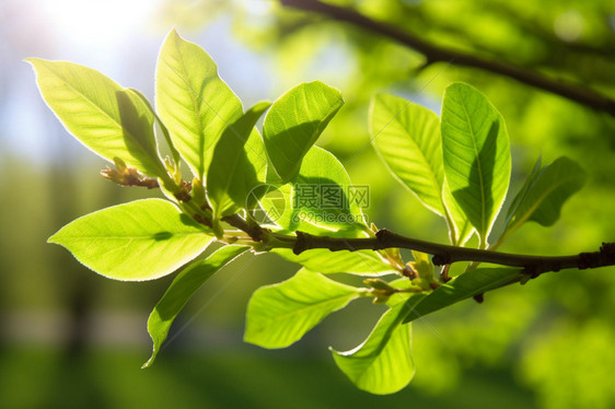 户外的植物图片