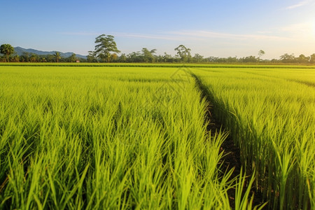 谷雨农业水稻种植田背景