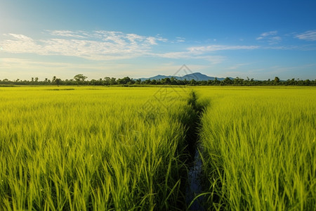 农村的水稻种植田图片