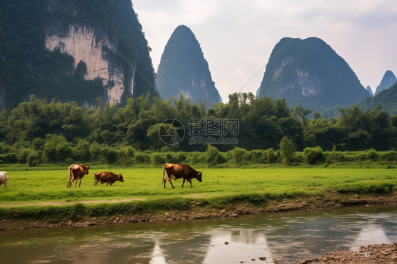 丘陵地区的畜牧业图片