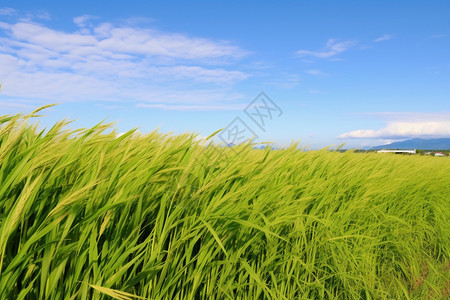 郁郁葱葱的水稻种植田图片