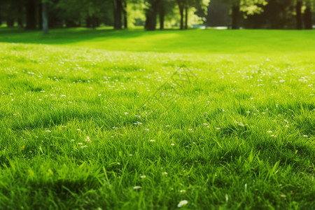 郁郁葱葱的公园草坪图片
