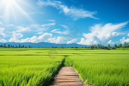 乡村种植的水稻田图片