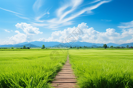 夏季乡村种植的水稻田图片