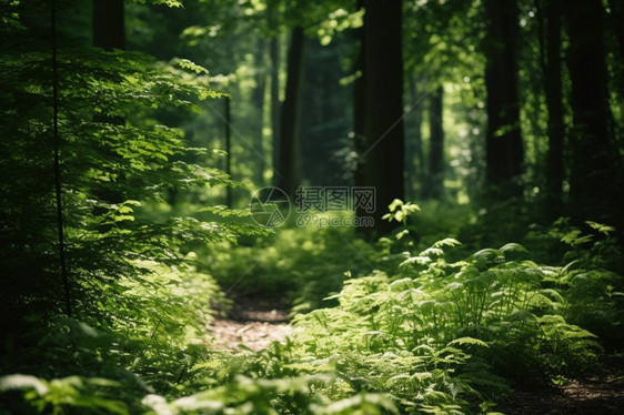 夏季森林的美丽景观图片