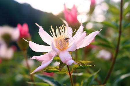 绽放的花朵图片