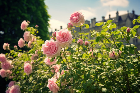 花园里的粉色玫瑰花背景图片