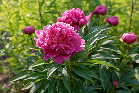 花园盛开的牡丹花背景图片