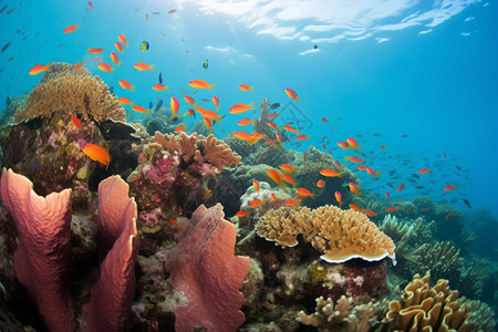 蔚蓝海底的鱼群背景图片