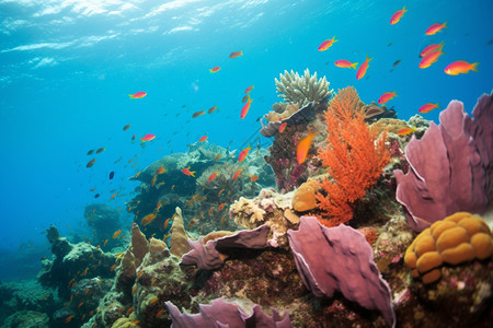 海底美丽的珊瑚背景图片