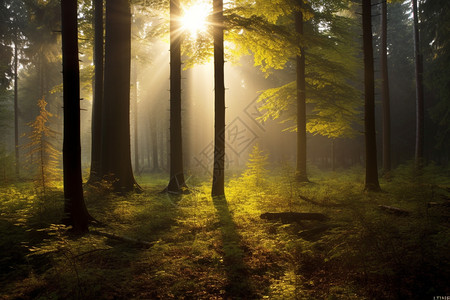 汽车光线早晨的森林背景