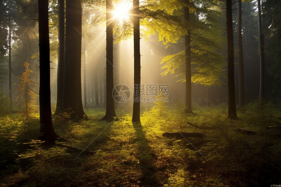 早晨的森林图片
