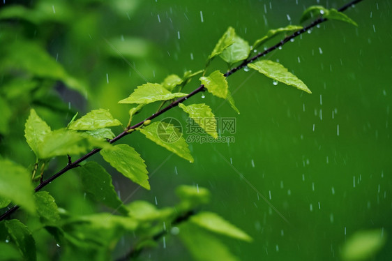 雨中的树叶图片