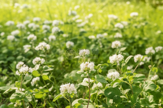 美丽的野花图片