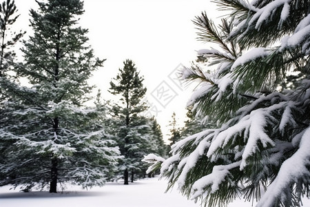 松树上的积雪图片