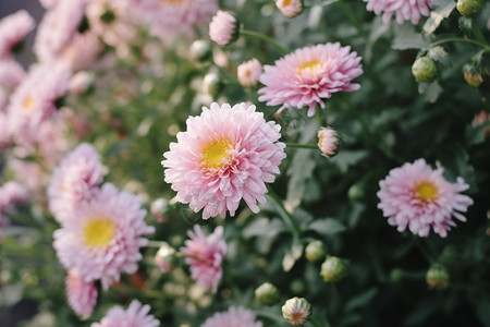 芳香的花朵图片