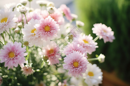 花园里的鲜花图片